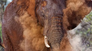 Safari Photography Workshops