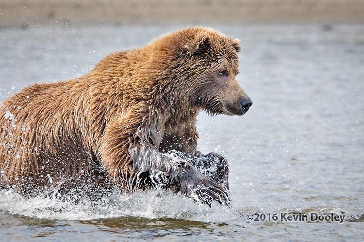 Alaskan Grizzly the perfect wildlife Silhouette with Sigma 150-600S