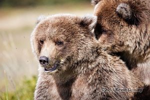 Alaska Brown Bear Photography Workshop