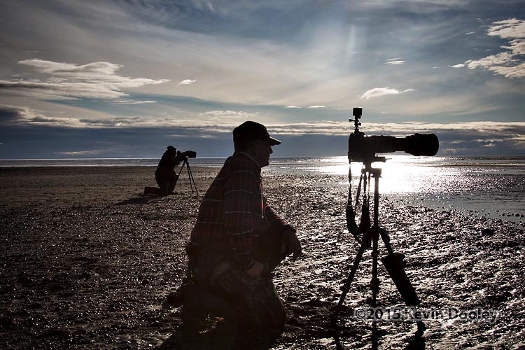 Alaska Brown Bear Photography Workshop