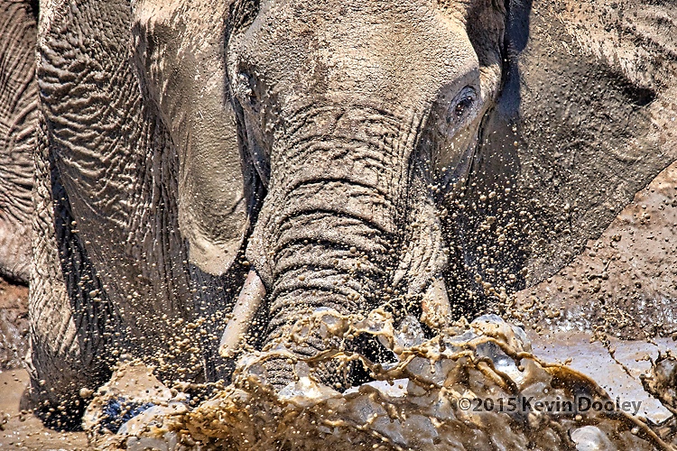 African Photo Safari. Banjo Safari Big Success.