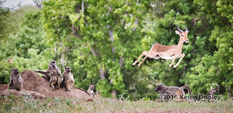 African Photo Safaris