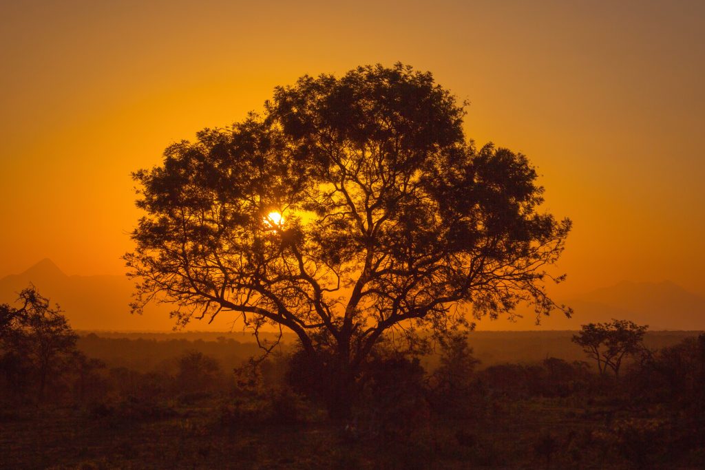 African Photo Safaris
