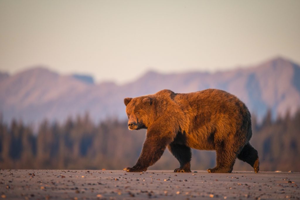 Alaska Bear tours