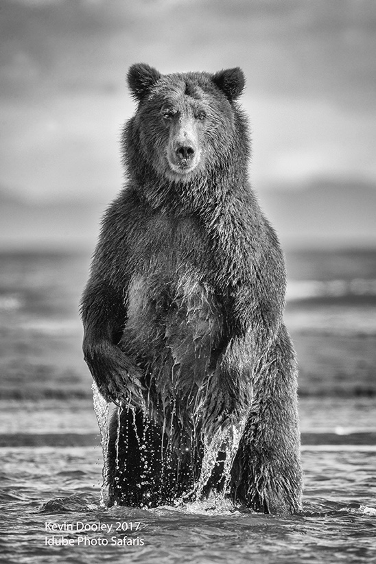 Alaska Brown Bear Bear Workshops