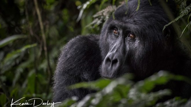 Gorilla Trekking in Bwindi Unganda