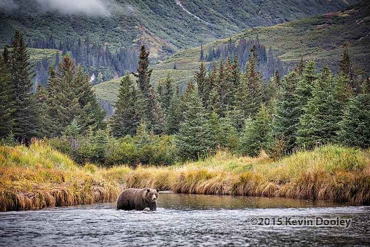 Brown Bear Photography Workshop
