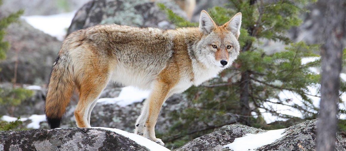Coyotes are Amazing