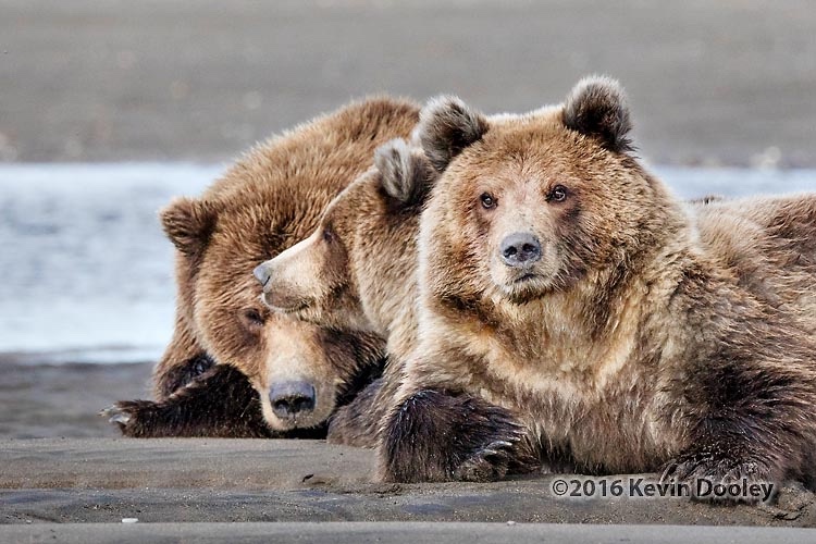 Alaskan Brown Bear Photo Safari Sigma 150-600 Video
