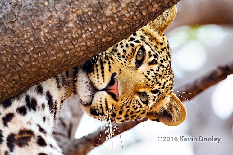 Leopard Photography on Safari