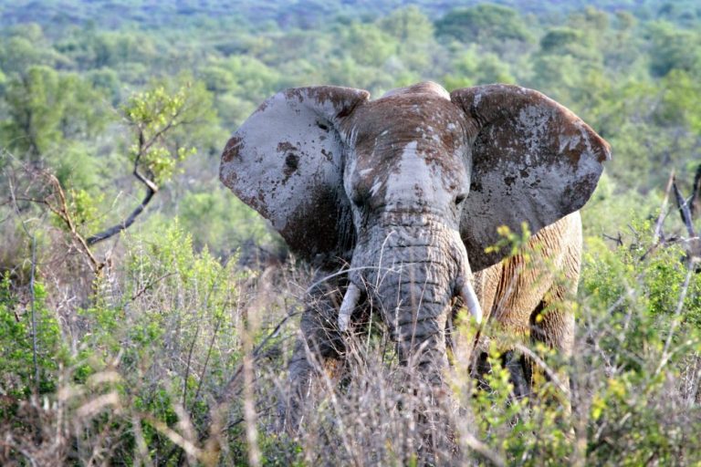 African Photo Safaris