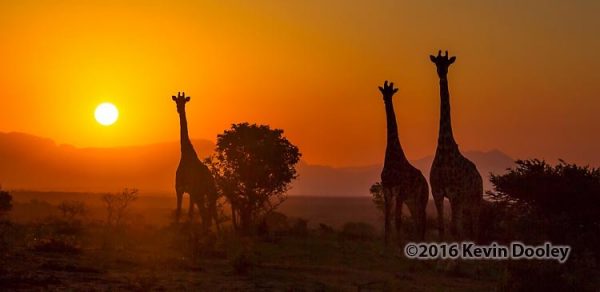 Idube sets new record in filling a safari.