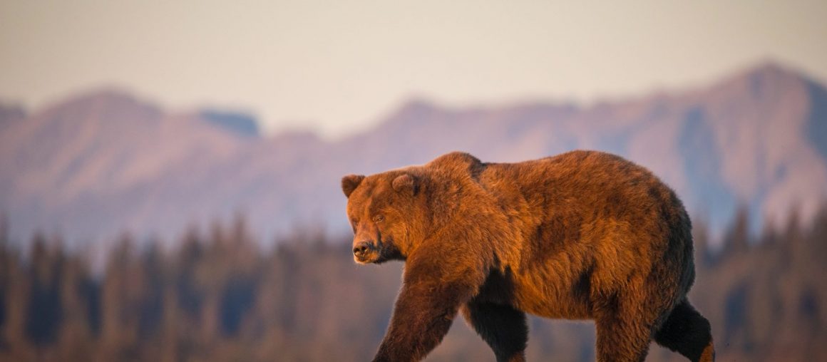 Lessons in wildlife photography