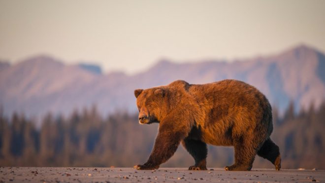 Lessons in wildlife photography