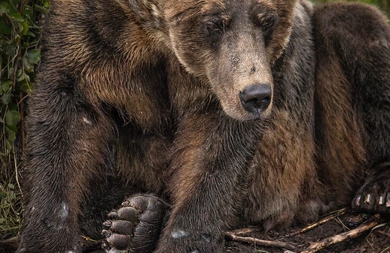 Alaska Bear Photography