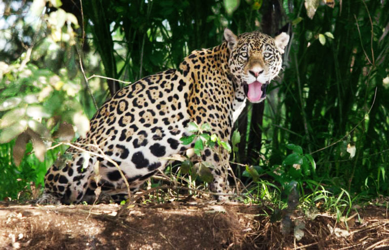 Brazil-Pantanal Wetlands-A&K Staff-Mikael Castro (33)