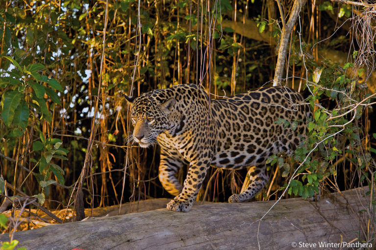 Jaguars, Pantanal Brazil