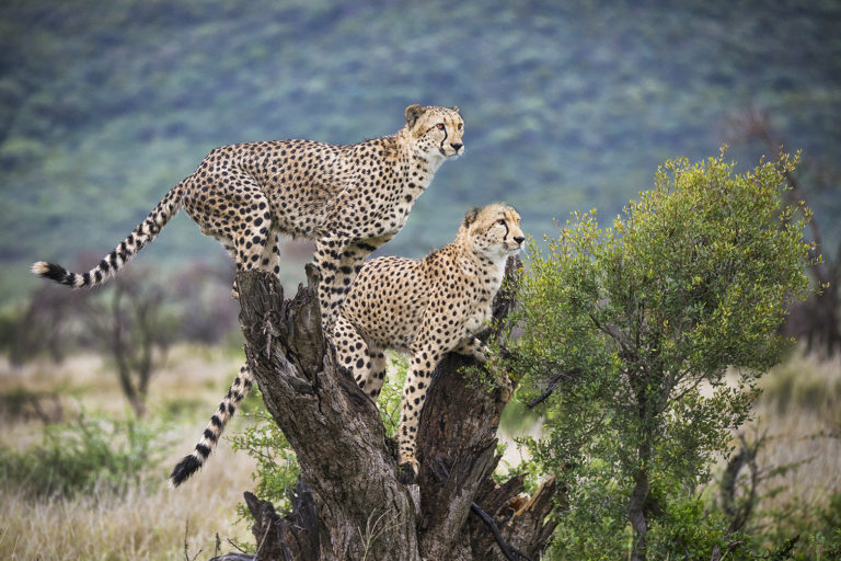 Africa1W3A0954