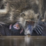 NAT GeoKevinDooley-BackOff-AfricanWildlife copy