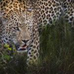 NATGEO1W3A7112
