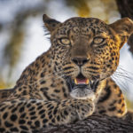 NATGEOAfricaCN5I1368