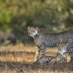 Natgeo5C4A9103
