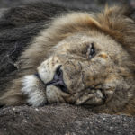 natgeoAfricaCN5I4562